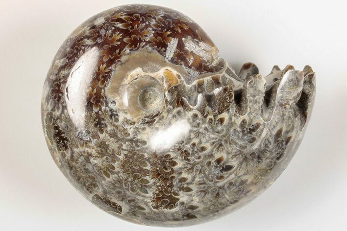 2.4" Polished Agatized Ammonite (Phylloceras?) Fossil - Madagascar